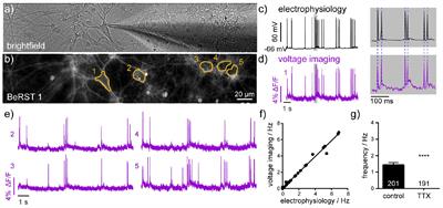 Optical Spike Detection and Connectivity Analysis With a Far-Red Voltage-Sensitive Fluorophore Reveals Changes to Network Connectivity in Development and Disease